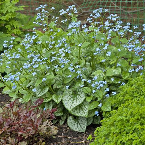 jack frost plant.